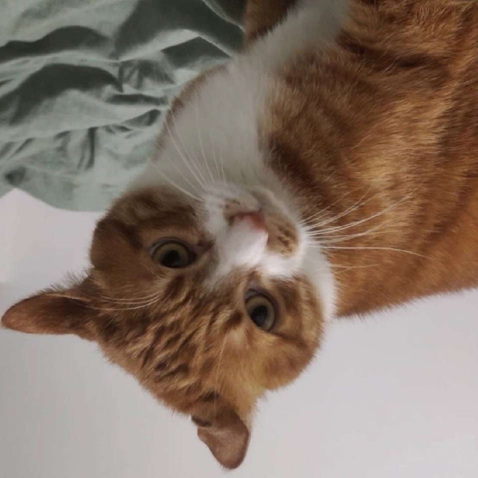 Sui Walrus 教程- HackQuest